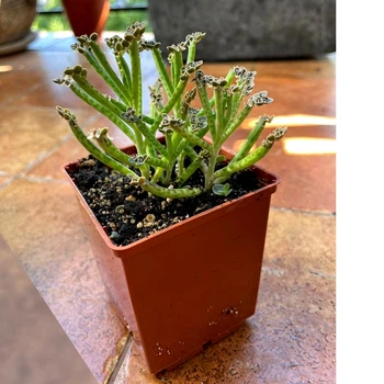 Суккулент Каланхоэ трубкоцветное (Kalanchoe delagoensi), контейнер 7*7*8 см (s039s)