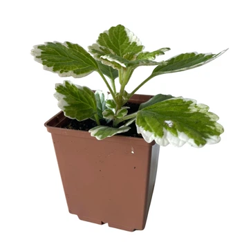 Суккулент Плектрантус колеусовидный вариегатный (Plectranthus Сoleoides variegata), контейнер 7*7*8 см (s037s)