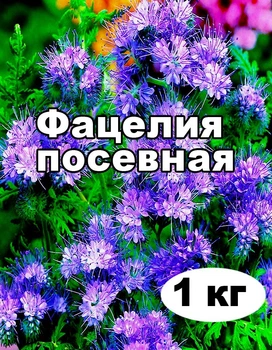Семена Фацелия медонос от 1 кг на развес