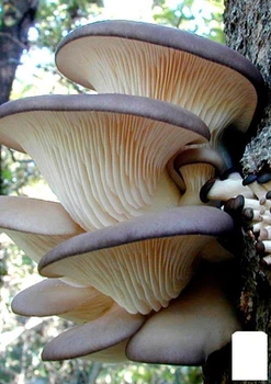 Міцелій на дубових брусочках "Глива Китайська Чорна" 10шт (45237)