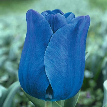 Цибулини Яскрава Тюльпан Тріумф Blue Aimable (31027) (3шт)