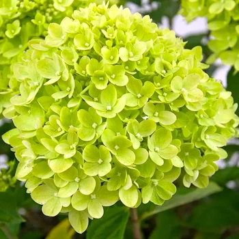 Саженцы Яскрава Гортензия Little Lime контейнер 2.0 л (58881)