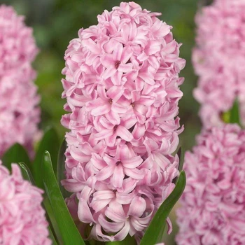 Луковицы Яскрава Гиацинт садовый Fondant (31116) (2шт)