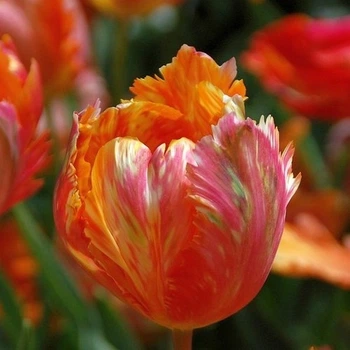 Луковицы Яскрава Тюльпан Попугайный Orange Favourite (31015) (3шт)