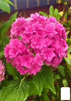 Гортензия крупнолистная розовая "Forever and ever Pink" (64424)