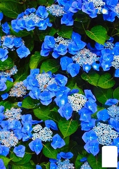 Гортензия "Blaumeise" (52990)