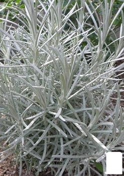Міні-карі (Helichrysum italicum Aladin) (49831)
