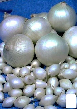 Голландский лук-севок 0.5кг (арбажейка) средне-ранний, белый "Snowball" (37030)