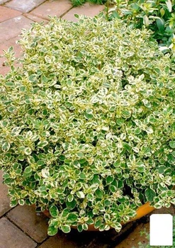 Орегано "Panta" (49834)