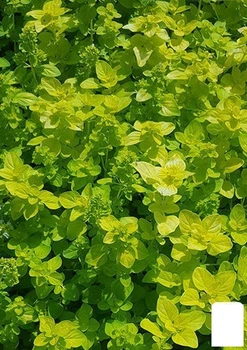 Орегано "Goldtaler" (49835)