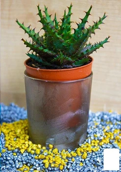 Суккулент "Алоэ" (Aloe erinacea) (Нидерланды) (50562)