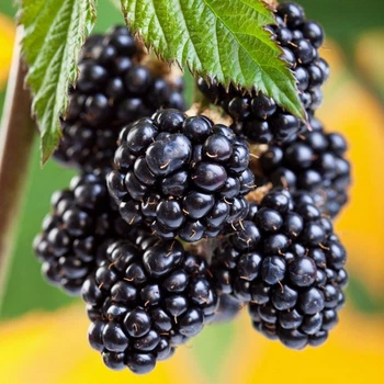 Саженцы Яскрава Ежевика Черный Бриллиант (Black Diamond) (41379)