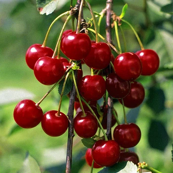 Саженцы Яскрава Вишня Кантереноши (47375) (летний сорт, позднего созревания)