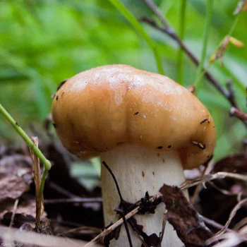 Мицелий Валуя, Russula foetens 100 г