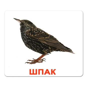 Картки Домана "Птахи" українською