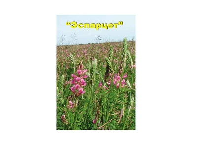 Еспарцет СЕМЕНА УКРАИНЫ 25кг в мішку