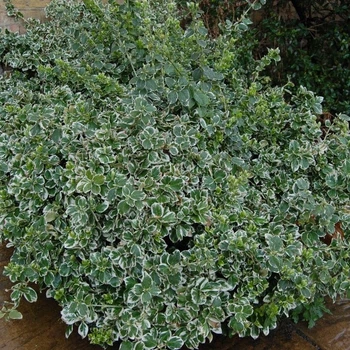 Бересклет Форчуна Emerald Gaiety, горщик 3 л, висота 20 см