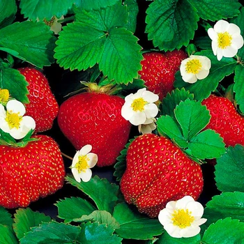 Саджанці полуниці (розсада) Флорида Бьюті (Florida Beauty) ремонтантна