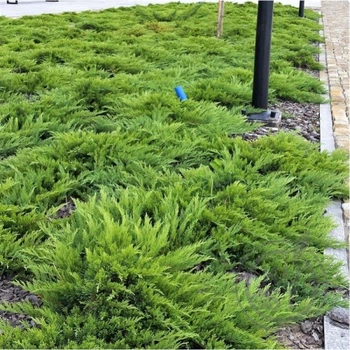 Можжевельник казацкий Tamariscifolia 5л