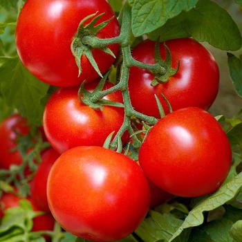 Семена Яскрава Томат Цифомандра (семена) 20 г (43642)