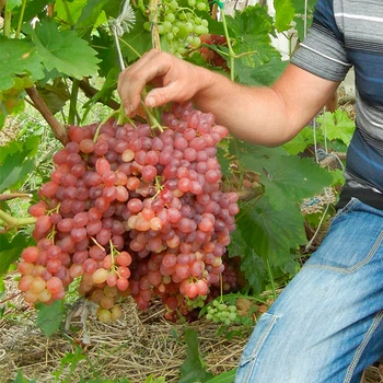 Саженцы Яскрава Виноград кишмиш Велес (40045)