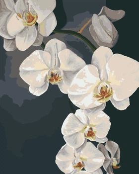 Картина за номерами Riviera Blanca Орхідеї 40x50 см (RB-0778)