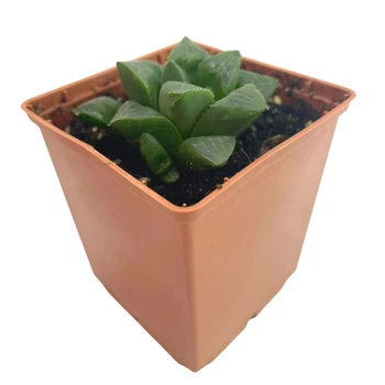Сукулент Хавортія мутика (Haworthia mutica), контейнер 7*7*8 см (s030s)