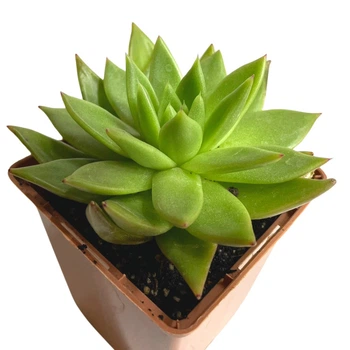 Суккулент Эхеверия Агавовидная (Echeveria agavoides), контейнер 9*9*10 см (s076m)