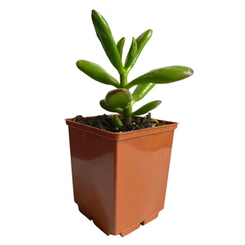 Суккулент Крассула овата Хоббит (Crassula ovata Hobbit), контейнер 7*7*8 см (s064s)