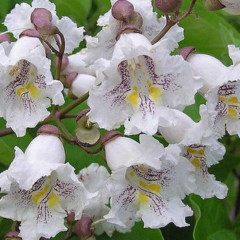 Катальпа, Catalpa