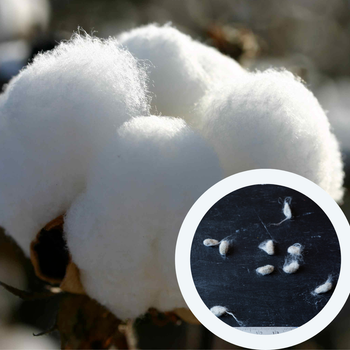 Бавовна хлопок насіння (10 шт) (Gossypium hirsutum) бавовник звичайний сухоцвіт