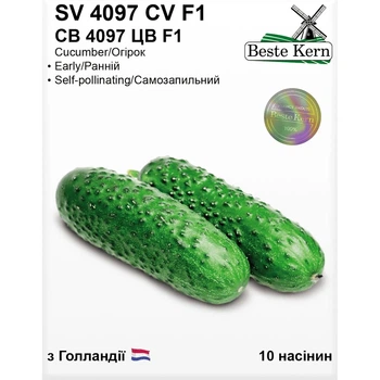 Семена Огурец партенокарпик СВ 4097 ЦВ F1 Beste Kern 10шт (For Hobby2528)