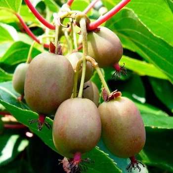 Саженцы актинидии (киви) Самоплодная (Self-fertile) - самоплодная, крупноплодная, морозостойкая Р9