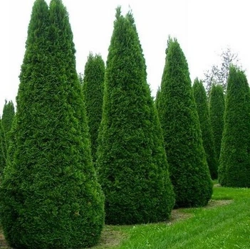 Саженцы Туи западной Колумбия (Thuja occidentalis Columbia) Р9