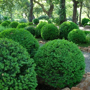 Саженцы Самшита вечнозеленого (Buxus) Р9