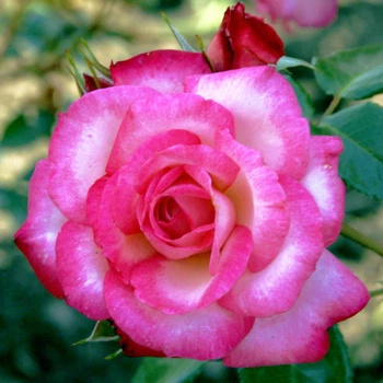 Саженцы плетистой розы Хендель (Rose Handel), сеянец