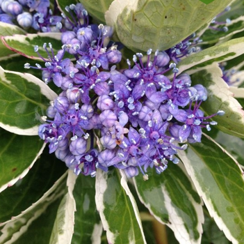 Саженцы Гортензии крупнолистной Мариеси Вариегата (Hydrangea macrophylla Mariesii Variegata) Р9