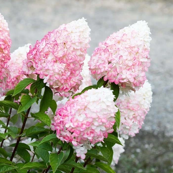 Саженцы Гортензии метельчатой Пинк энд Роуз (Hydrangea paniculata Pink and Rose) Р9