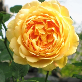 Саженцы английской розы Голден Селебрейшен (Rose Golden Celebration), сеянец