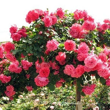 Саженцы плетистая розы Розариум Ютерзен (Rose Rosarium Uetersen), сеянец