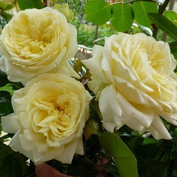 Саженцы плетистой розы Эльф (Rose Elfе), сеянец