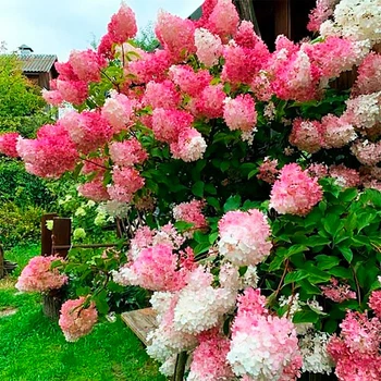 Саженцы Гортензии метельчатой Ваниль Фрайз (Hydrangea paniculata Vanille Fraise) Р9