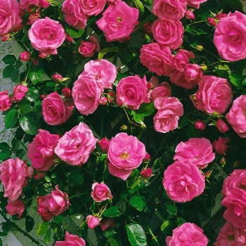 Саженцы плетистой розы Лавиния (Rose Lawinia), сеянец