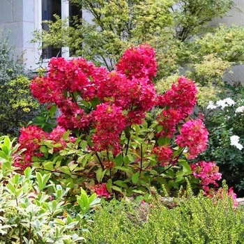 Саженцы Гортензии метельчатой Мега Минди (Hydrangea paniculata Mega Mindy) Р9