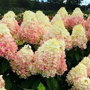 Саженцы Гортензии метельчатой Мэджикал Свит Саммер (Hydrangea paniculata Magical Sweet Summer) Р9