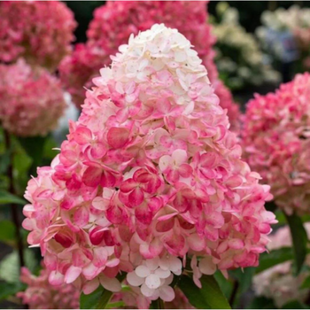 Саженцы Гортензии метельчатой Пинки Промис (Hydrangea paniculata Pinky Promise) Р9