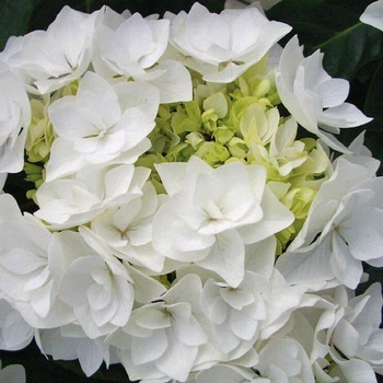 Саженцы Гортензии крупнолистной Доппио Бьянко (Hydrangea macrophylla Doppio Bianco) Р9