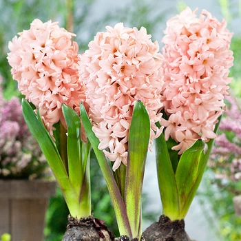 Луковицы Яскрава Гиацинт садовый Apricot Passion (31109) (2шт)