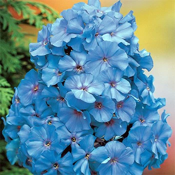 Кореневища Яскрава Флокс Blue Boy (24564)