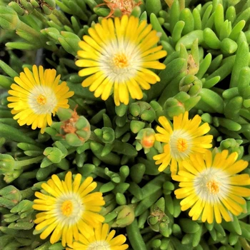 Саженцы Делоспермы Йеллоу Айс Плант (Delosperma Yellow Ice Plant) Р9